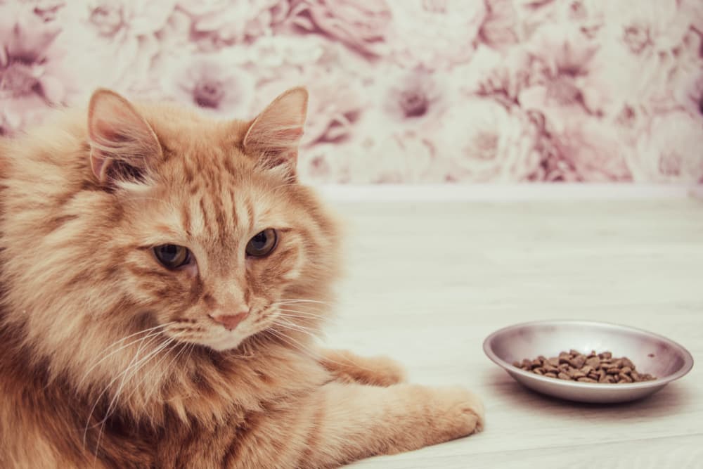 cat food for sensitive stomachs
